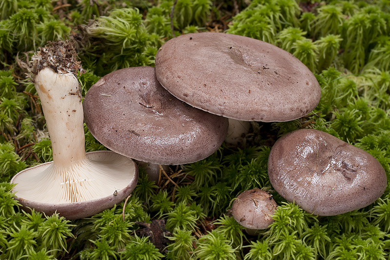 Lactarius trivialis